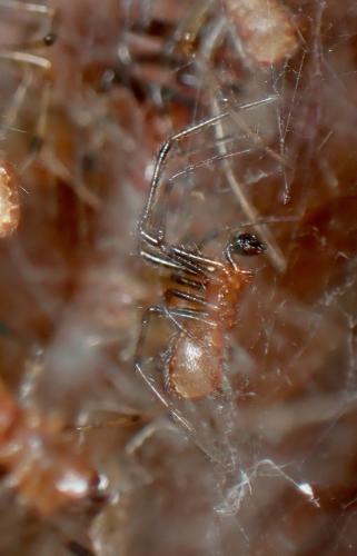 Anelosimus eximius